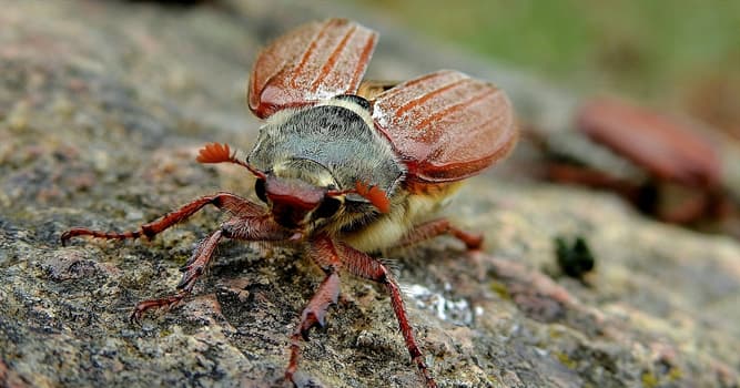 How Long Do Cockchafers Live Trivia Questions Quizzclub