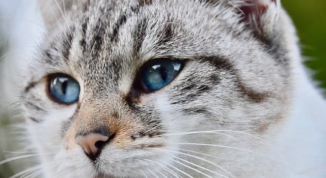 Lequel De Ces Animaux A Des Pupilles Reponses Au Questionnaire