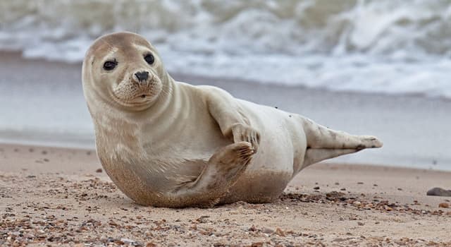 What Is The Seal Called In French