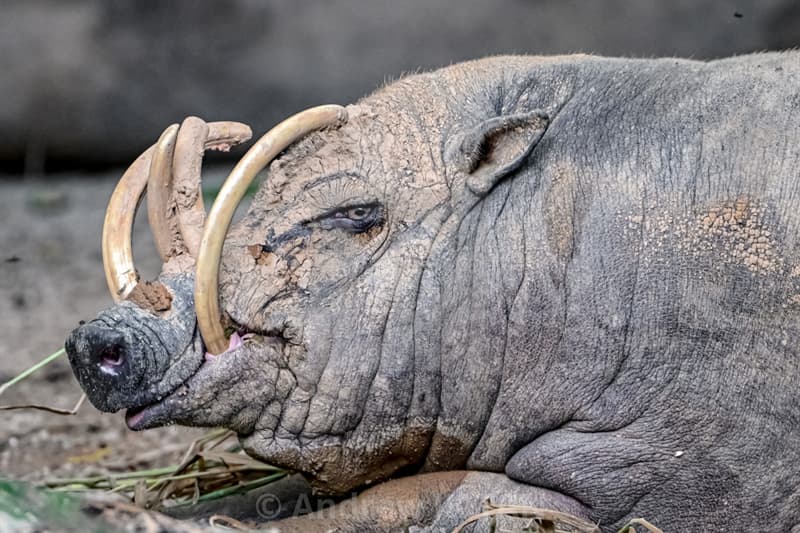 Which Of These Species Are Called Trivia Questions QuizzClub