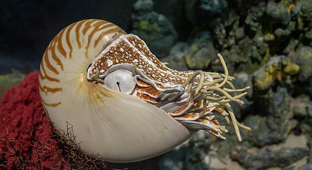 Where Can The Nautilus Be Found Trivia Questions QuizzClub