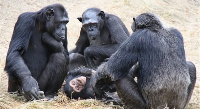 research-reveals-that-apes-can-tell-if-a-person-believes-in-a-false